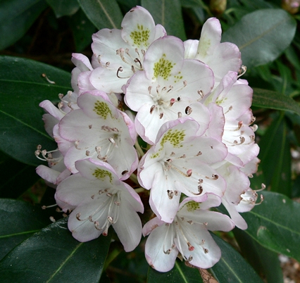 {Rhododendron maximum}